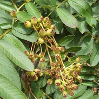 Sorbus rehderiana